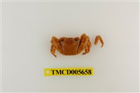 藏品(細紋方蟹)的圖片